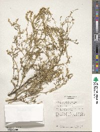 Melilotus officinalis image