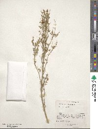 Melilotus officinalis image