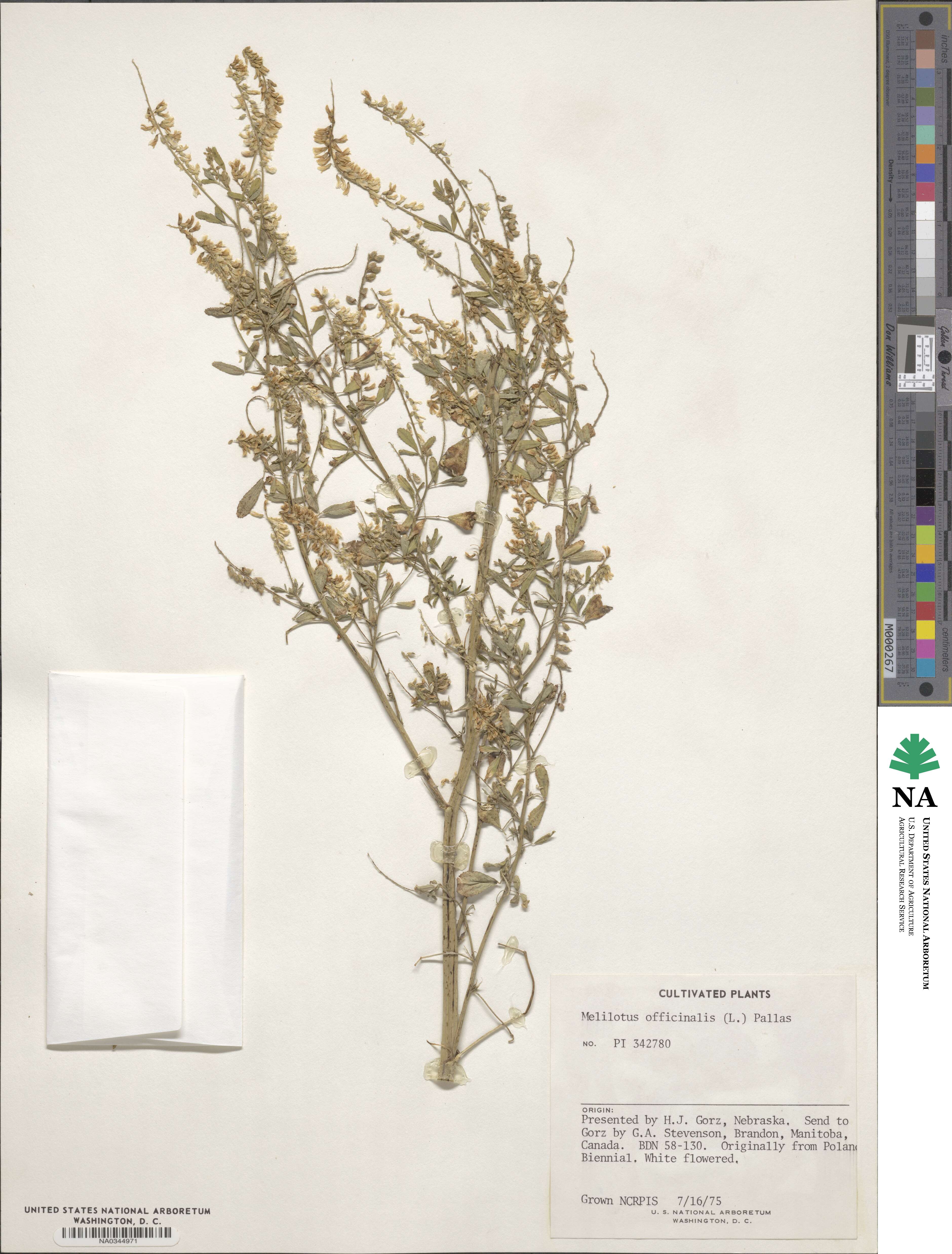 Melilotus officinalis image