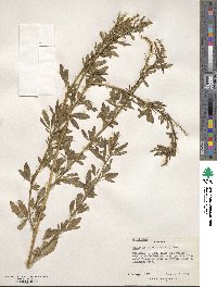 Melilotus officinalis image