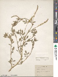 Melilotus officinalis image