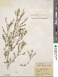 Melilotus officinalis image