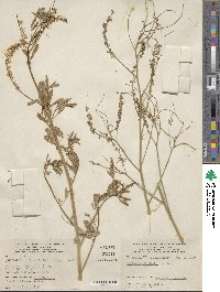 Melilotus officinalis image