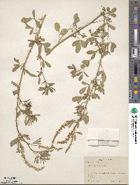 Melilotus officinalis image