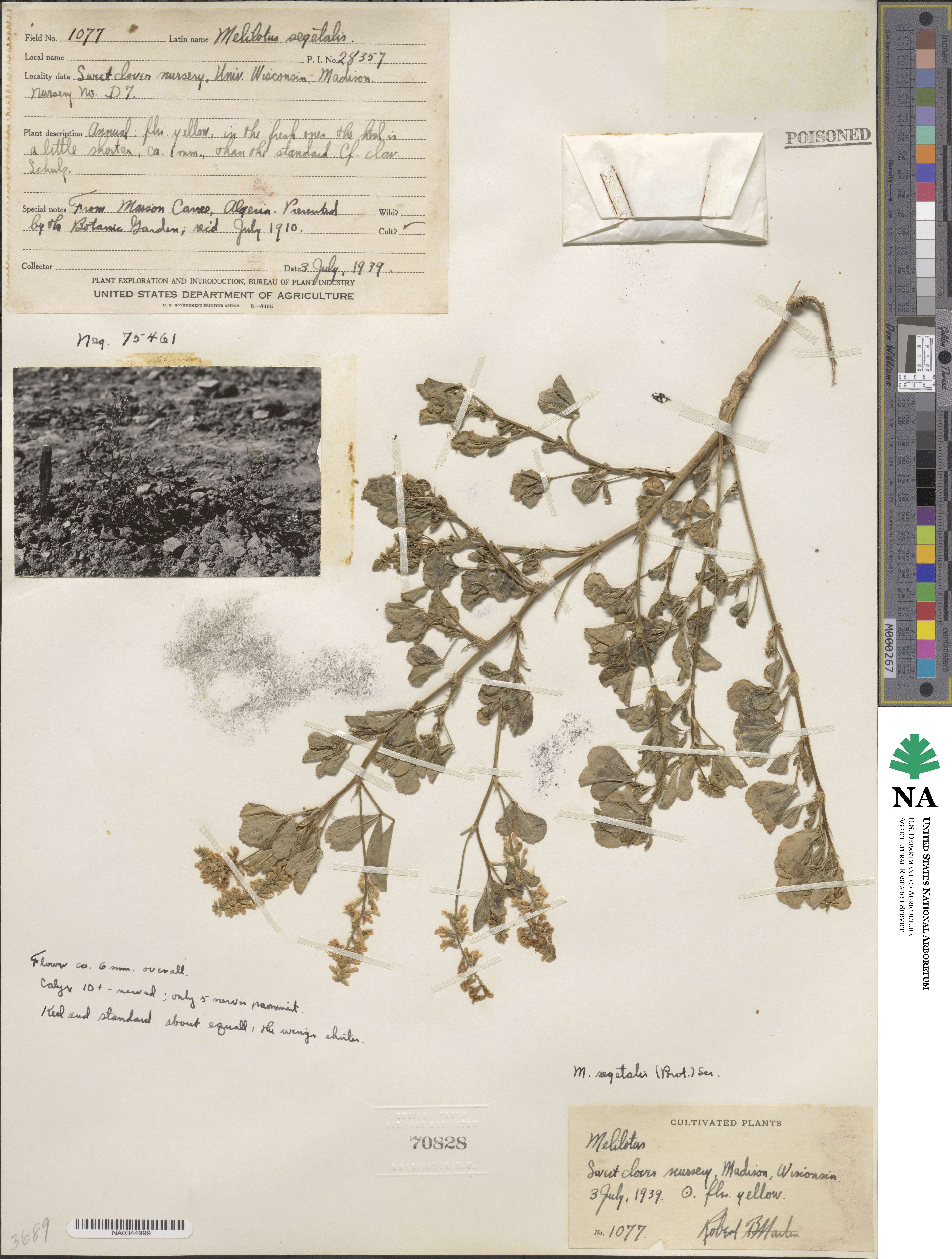 Melilotus segetalis image