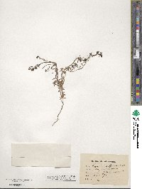 Linaria alpina image