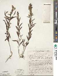 Cymbalaria microcalyx subsp. acutiloba image