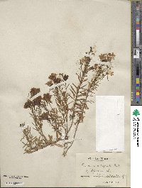 Cymbalaria muralis subsp. muralis image