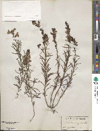 Cymbalaria muralis subsp. muralis image