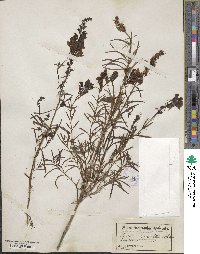 Cymbalaria muralis subsp. muralis image