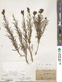 Cymbalaria muralis subsp. muralis image