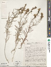 Cymbalaria muralis subsp. muralis image