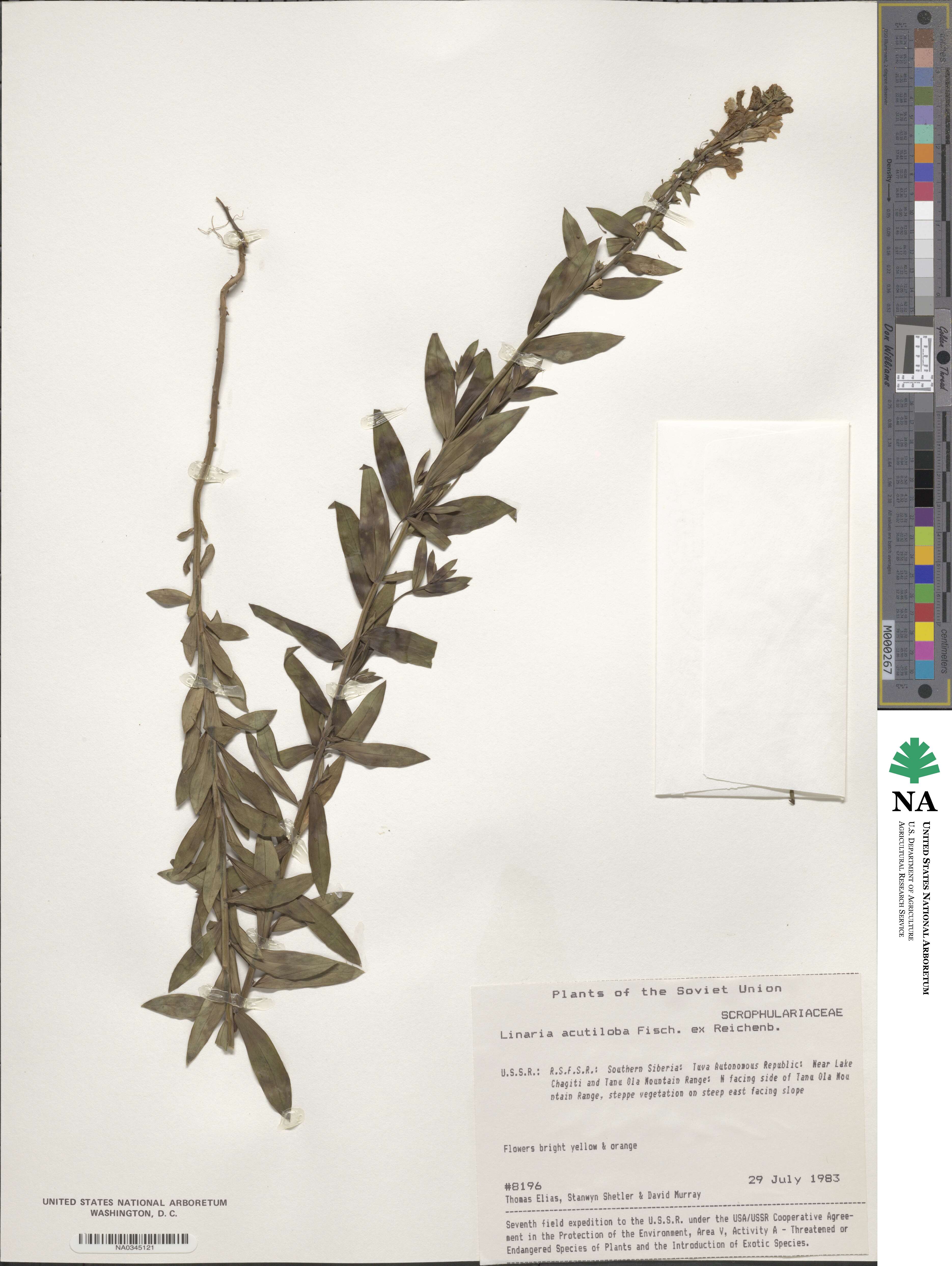 Cymbalaria microcalyx subsp. acutiloba image