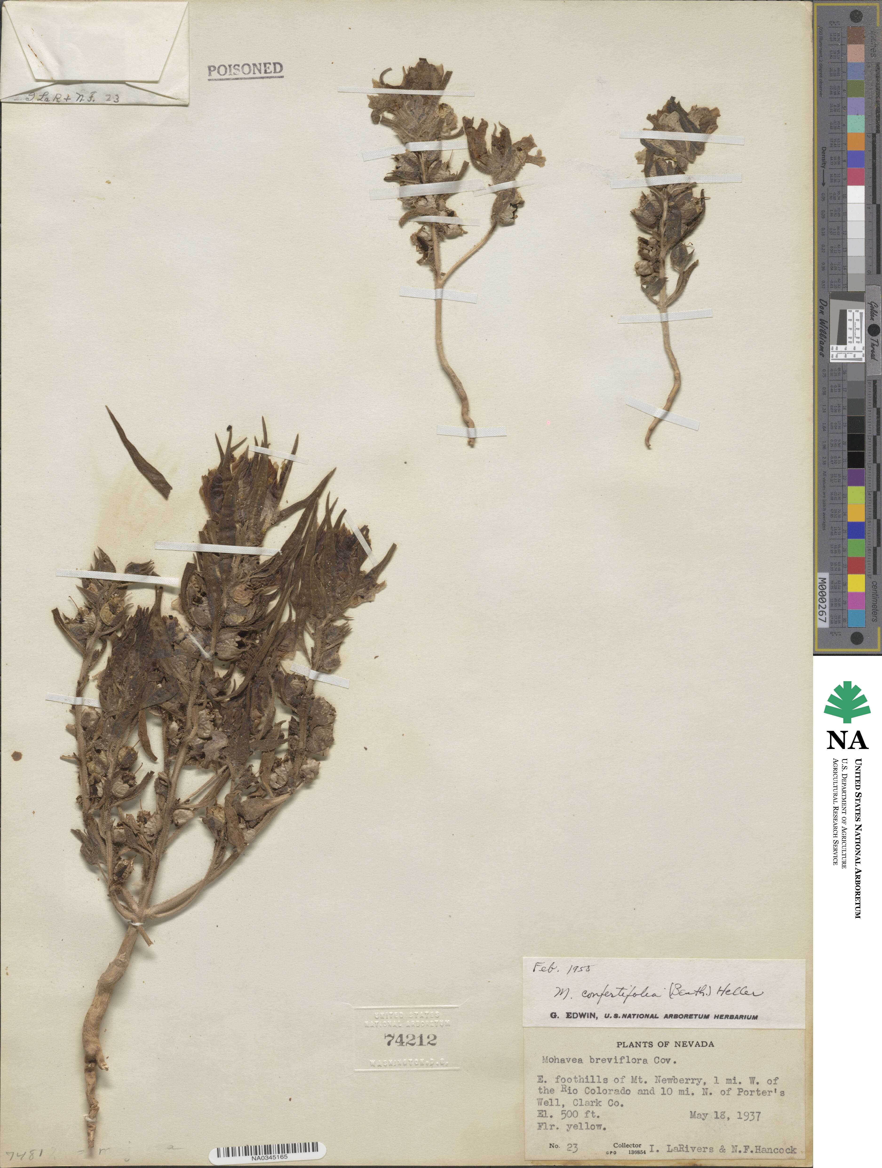 Mohavea confertiflora image