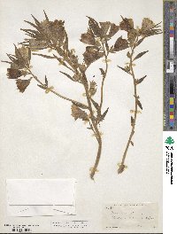 Mohavea confertiflora image