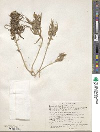 Mohavea confertiflora image