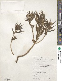 Mohavea confertiflora image