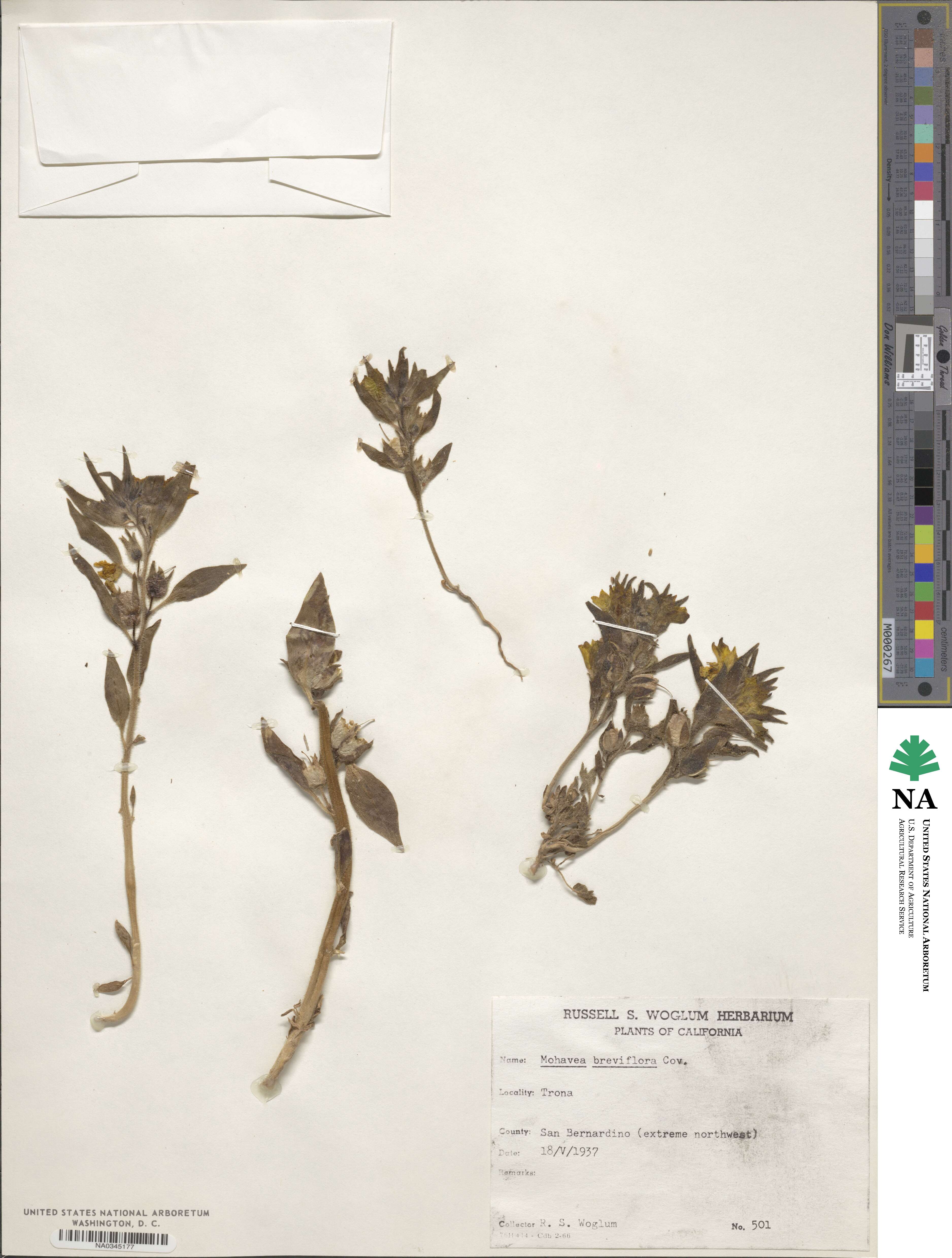 Mohavea breviflora image