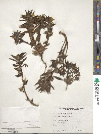 Mohavea breviflora image