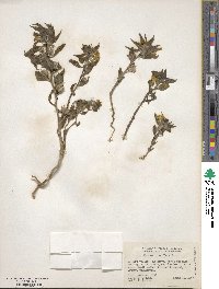 Mohavea breviflora image