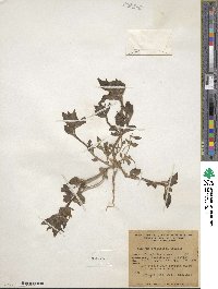 Mohavea breviflora image