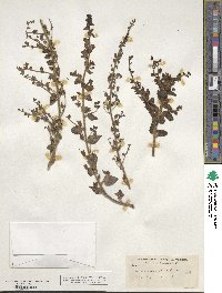 Sairocarpus nuttallianus image