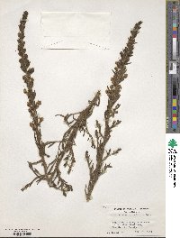 Image of Sairocarpus multiflorus