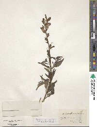 Antirrhinum majus image