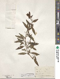 Antirrhinum majus image