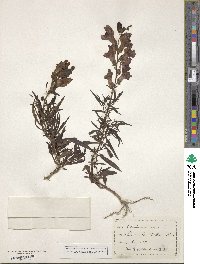 Antirrhinum majus image