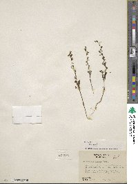 Sairocarpus kingii image