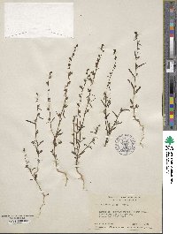 Sairocarpus kingii image