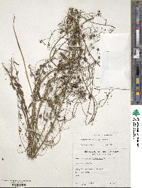 Neogaerrhinum strictum image