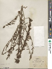 Antirrhinum glandulosum image