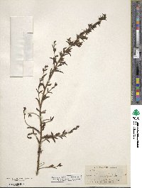 Antirrhinum glandulosum image