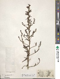 Antirrhinum glandulosum image