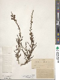 Antirrhinum glandulosum image