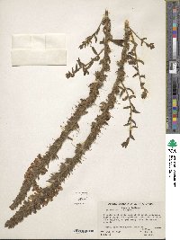 Antirrhinum glandulosum image