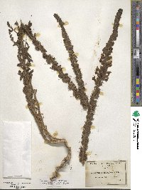 Antirrhinum glandulosum image