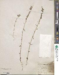 Sairocarpus coulterianus image