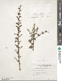 Sairocarpus coulterianus image