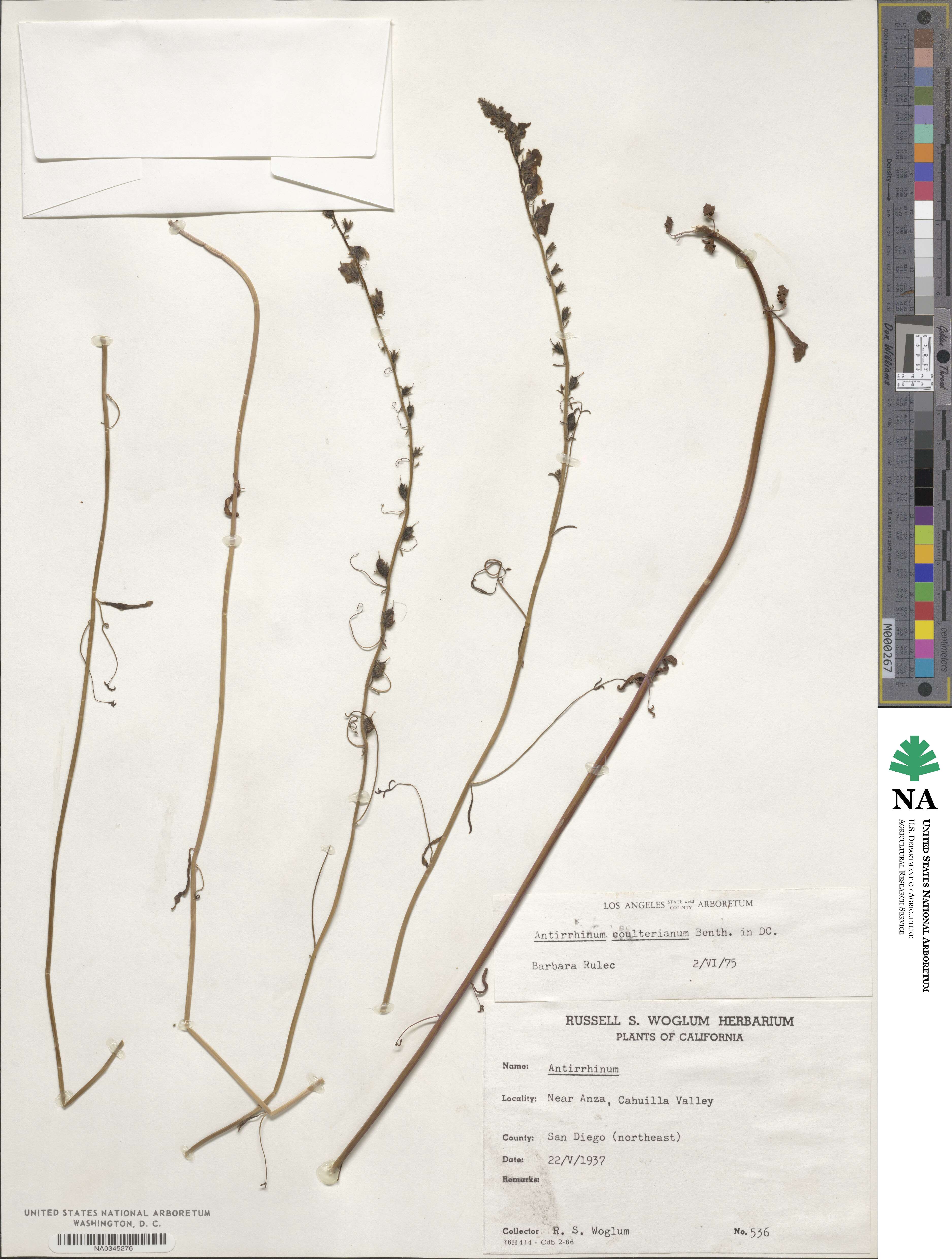 Sairocarpus coulterianus image