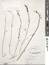 Sairocarpus coulterianus image