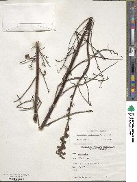 Sairocarpus coulterianus image