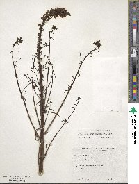 Sairocarpus coulterianus image