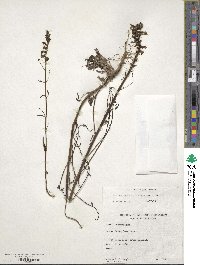 Sairocarpus coulterianus image