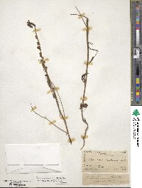 Sairocarpus coulterianus image