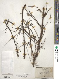 Sairocarpus coulterianus image