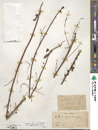 Sairocarpus coulterianus image