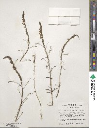 Sairocarpus coulterianus image